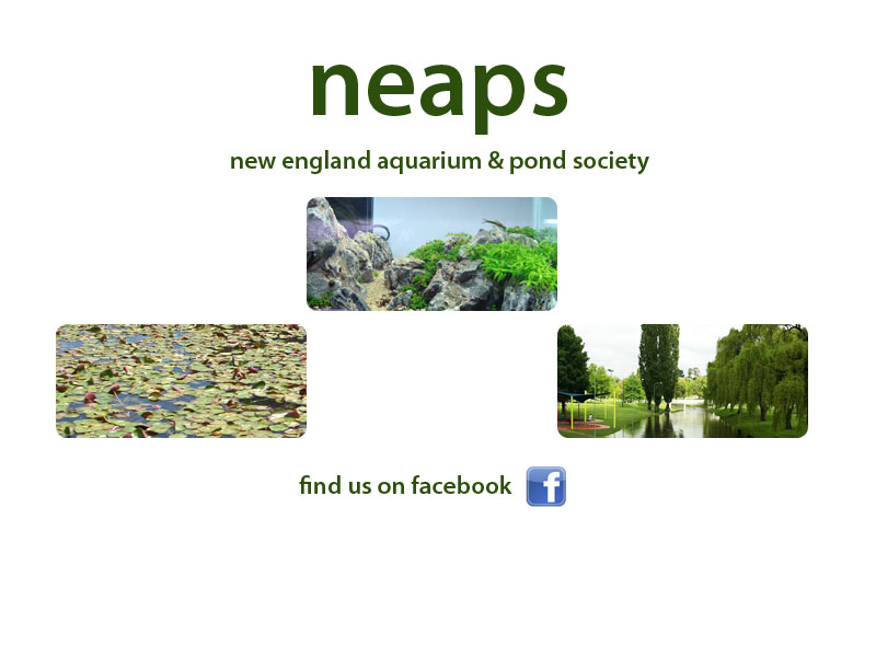 neaps - new england aquarium and pond society